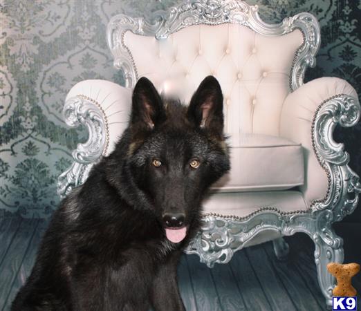 azwolfdogs Picture 1